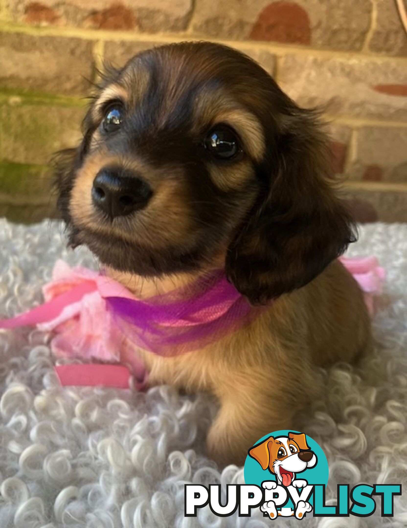 Gorgeous Miniature Longhaired Dachshund Puppies