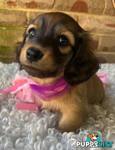 Gorgeous Miniature Longhaired Dachshund Puppies