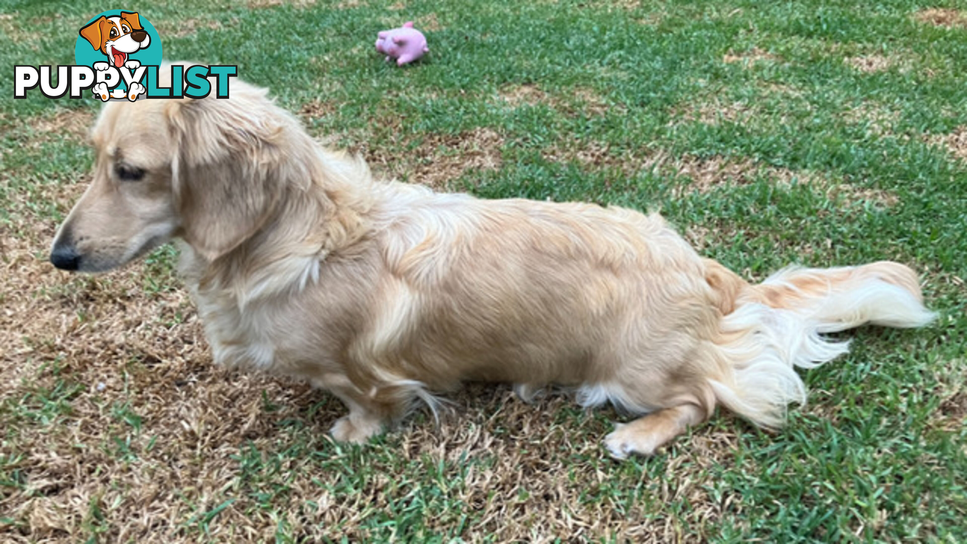 Gorgeous Miniature Cream Longhaired Dachshund Puppies