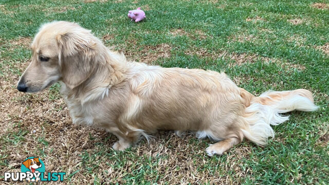 Gorgeous Miniature Cream Longhaired Dachshund Puppies