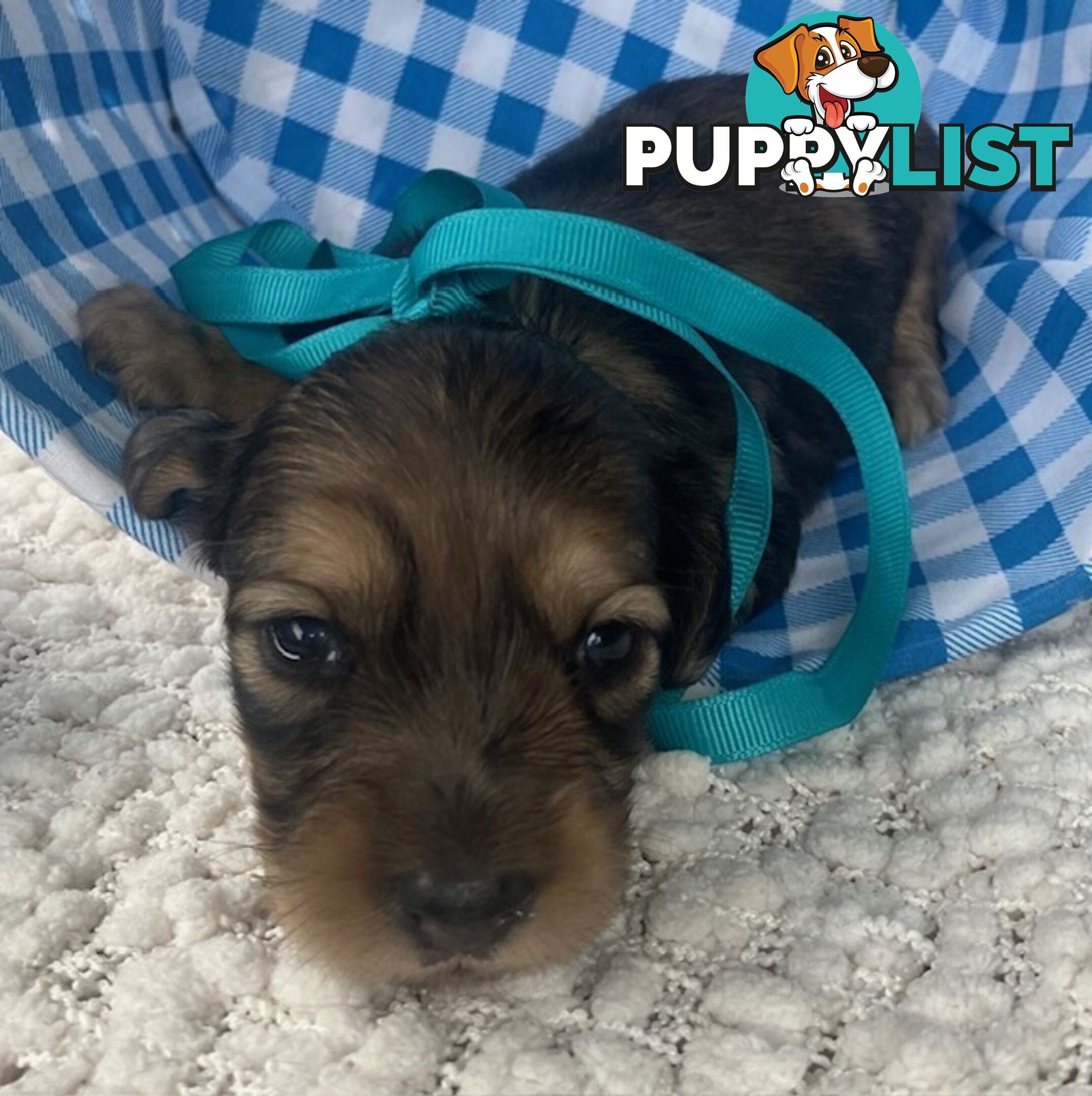 Gorgeous Miniature Cream Longhaired Dachshund Puppies