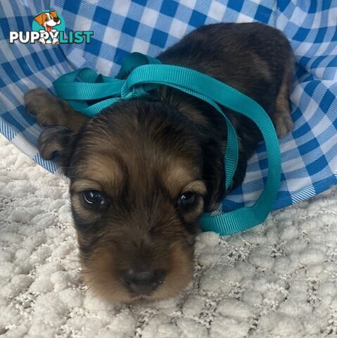 Gorgeous Miniature Cream Longhaired Dachshund Puppies