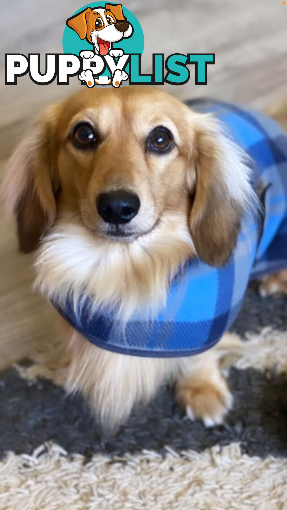 Gorgeous Miniature Cream Longhaired Dachshund Puppies