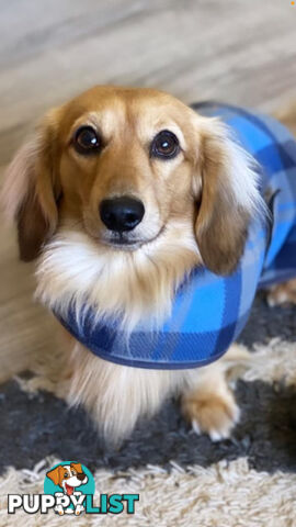 Gorgeous Miniature Cream Longhaired Dachshund Puppies