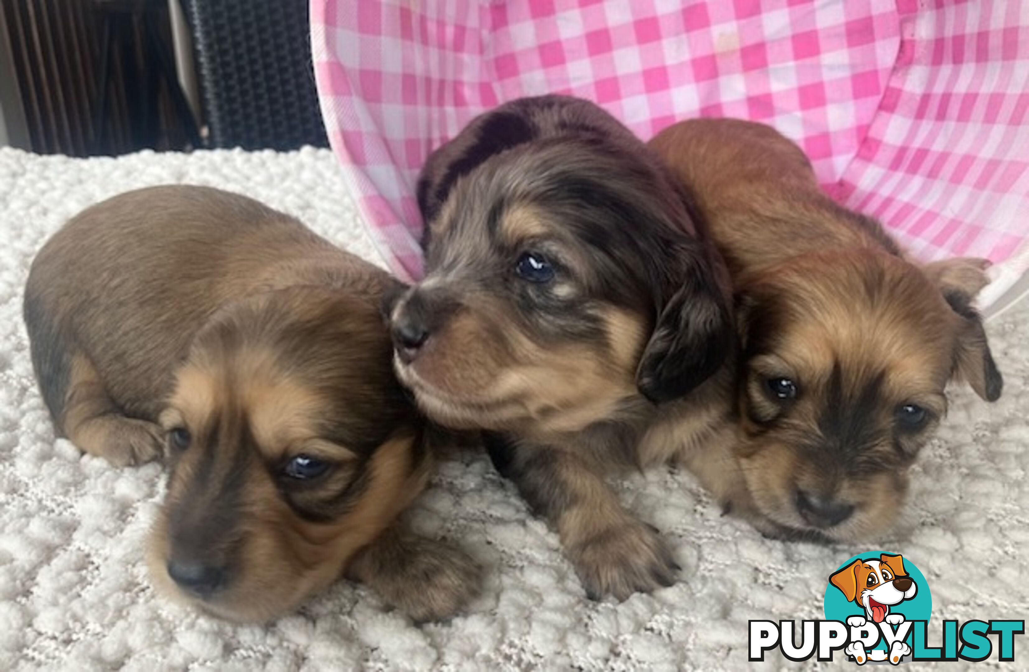 Gorgeous Miniature Cream Longhaired Dachshund Puppies