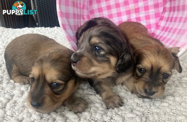 Gorgeous Miniature Cream Longhaired Dachshund Puppies