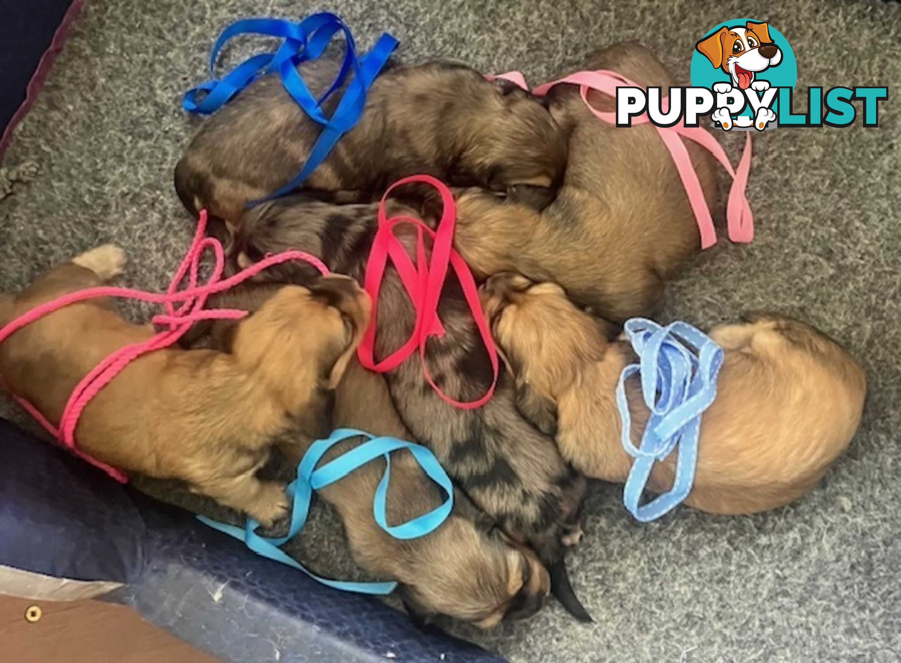 Gorgeous Miniature Cream Longhaired Dachshund Puppies