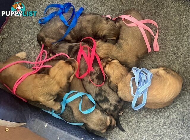 Gorgeous Miniature Cream Longhaired Dachshund Puppies