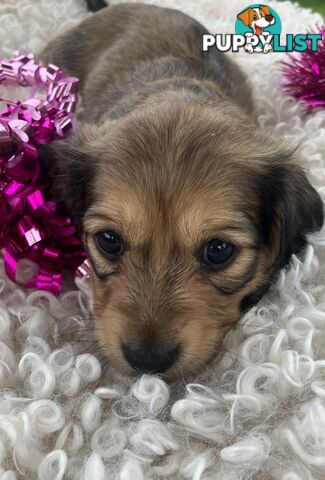 Gorgeous Miniature Creamy Dreamy Longhaired Dachshund Puppies