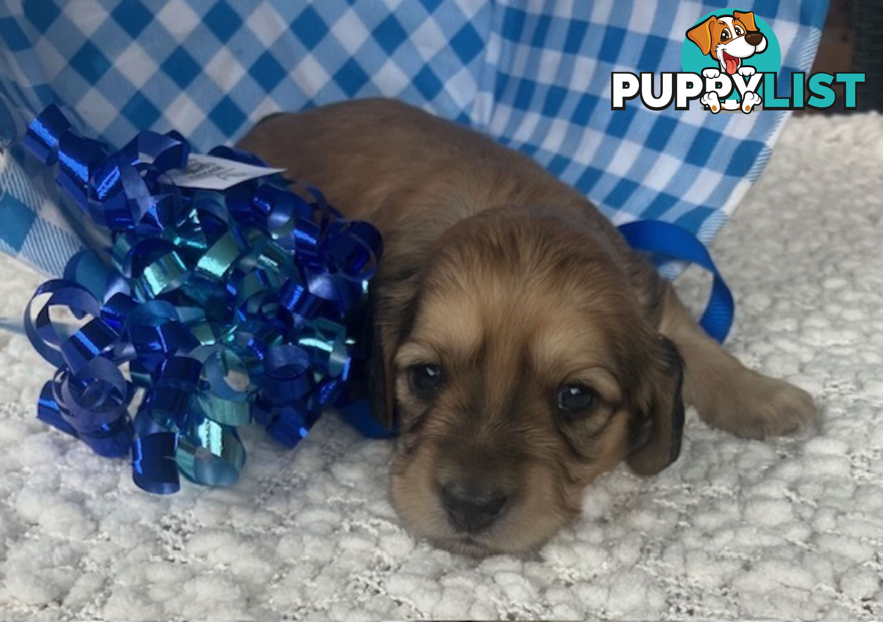 Gorgeous Miniature Cream Longhaired Dachshund Puppies