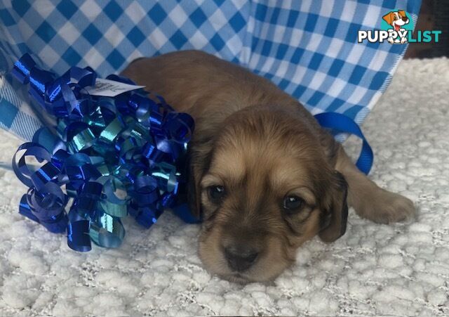 Gorgeous Miniature Cream Longhaired Dachshund Puppies