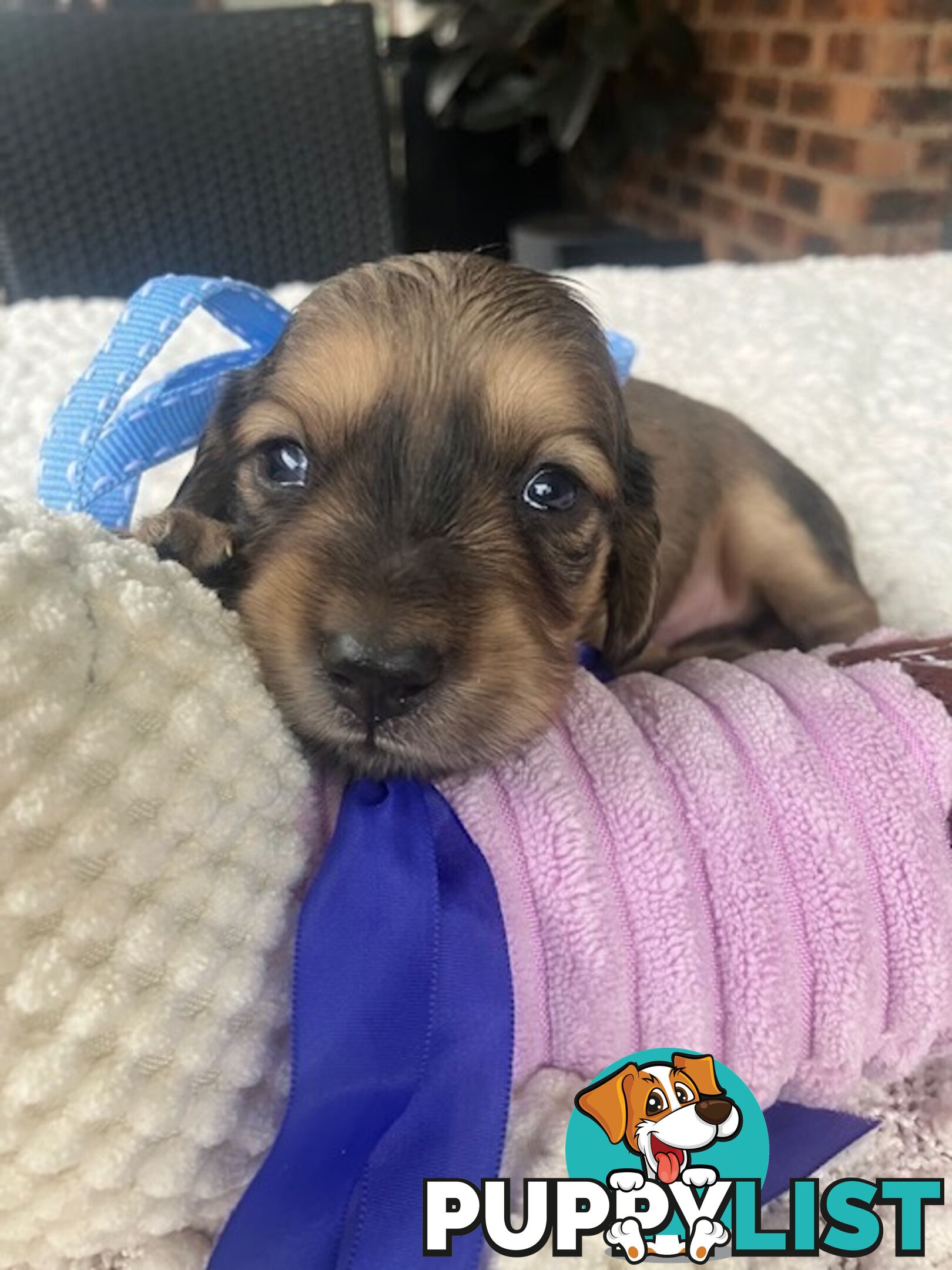 Gorgeous Miniature Cream Longhaired Dachshund Puppies