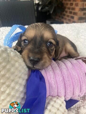 Gorgeous Miniature Cream Longhaired Dachshund Puppies