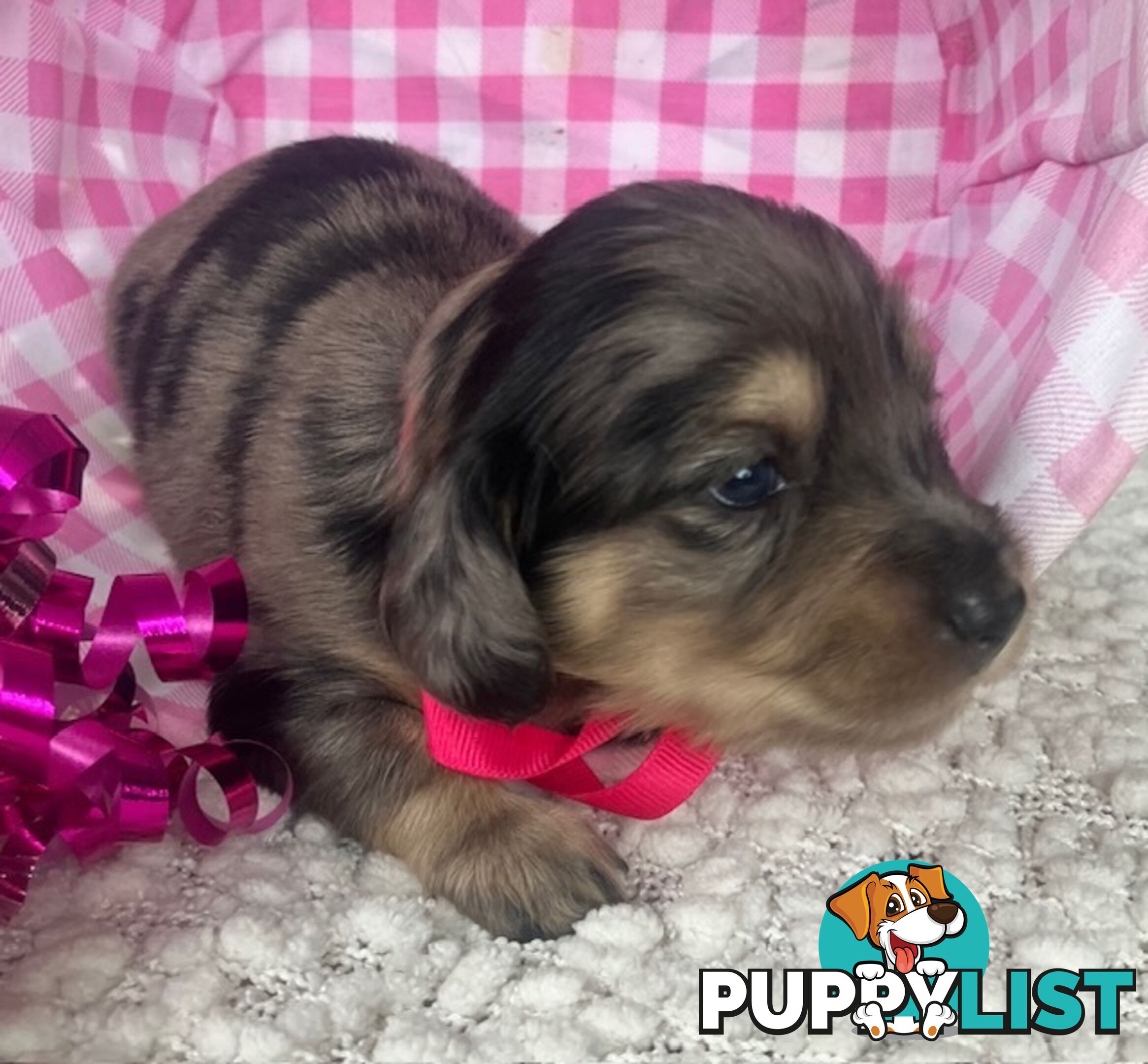 Gorgeous Miniature Cream Longhaired Dachshund Puppies