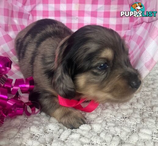 Gorgeous Miniature Cream Longhaired Dachshund Puppies