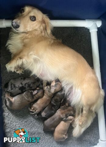 Gorgeous Miniature Cream Longhaired Dachshund Puppies