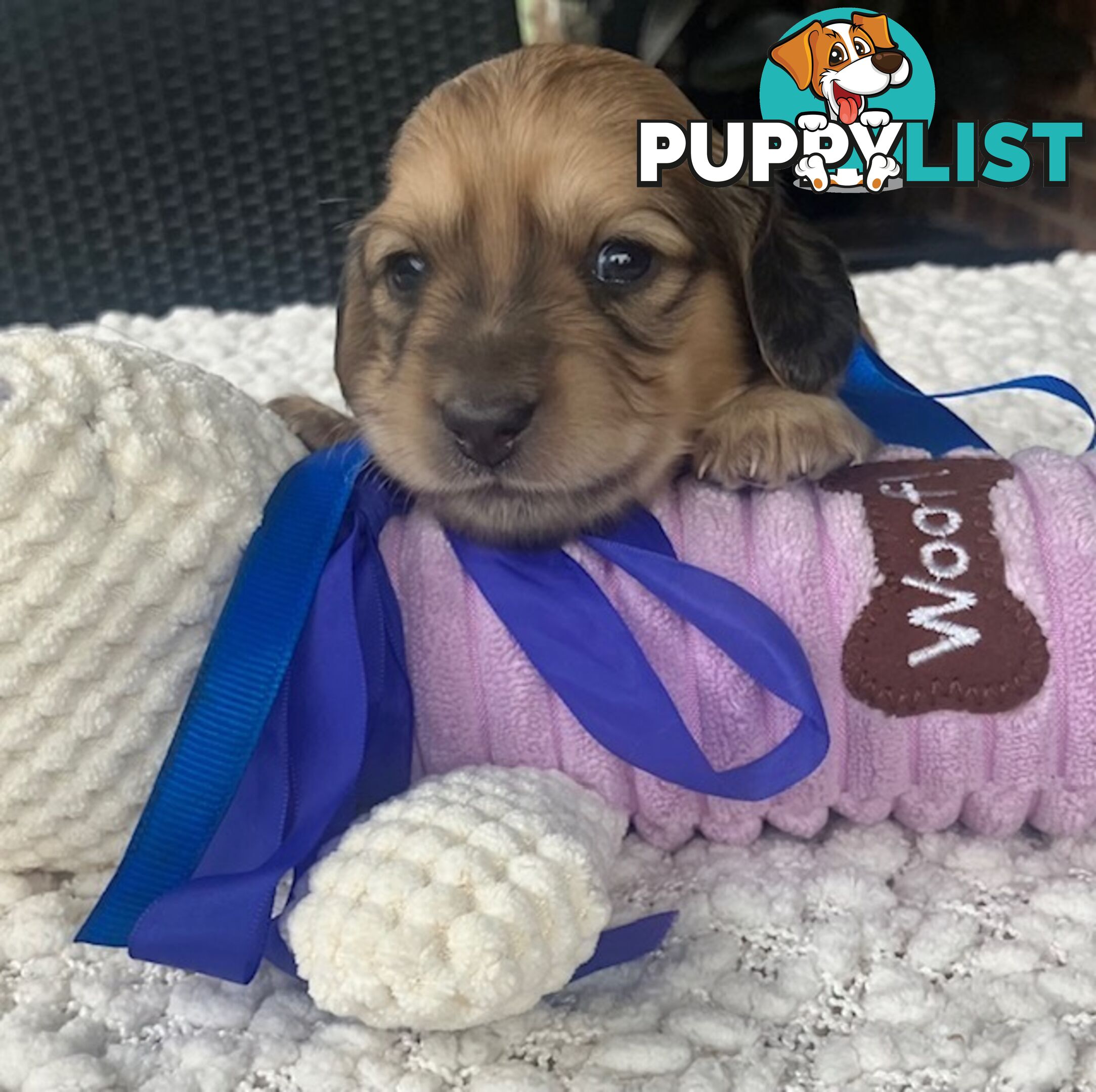 Gorgeous Miniature Cream Longhaired Dachshund Puppies