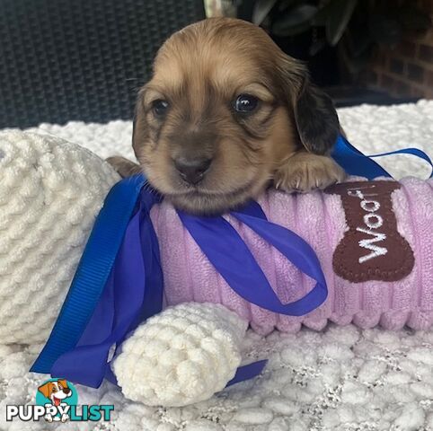 Gorgeous Miniature Cream Longhaired Dachshund Puppies