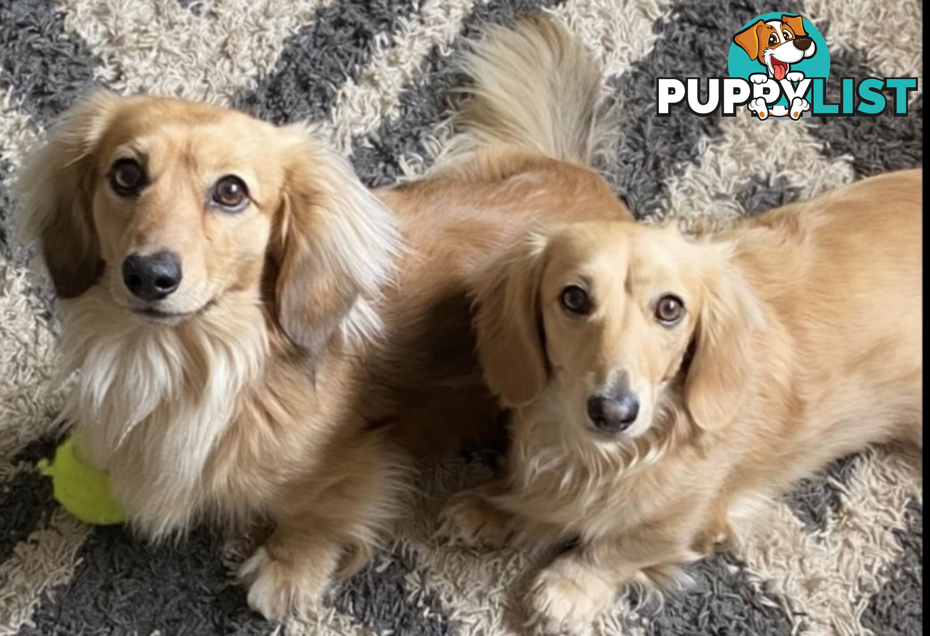 Gorgeous Miniature Cream Longhaired Dachshund Puppies