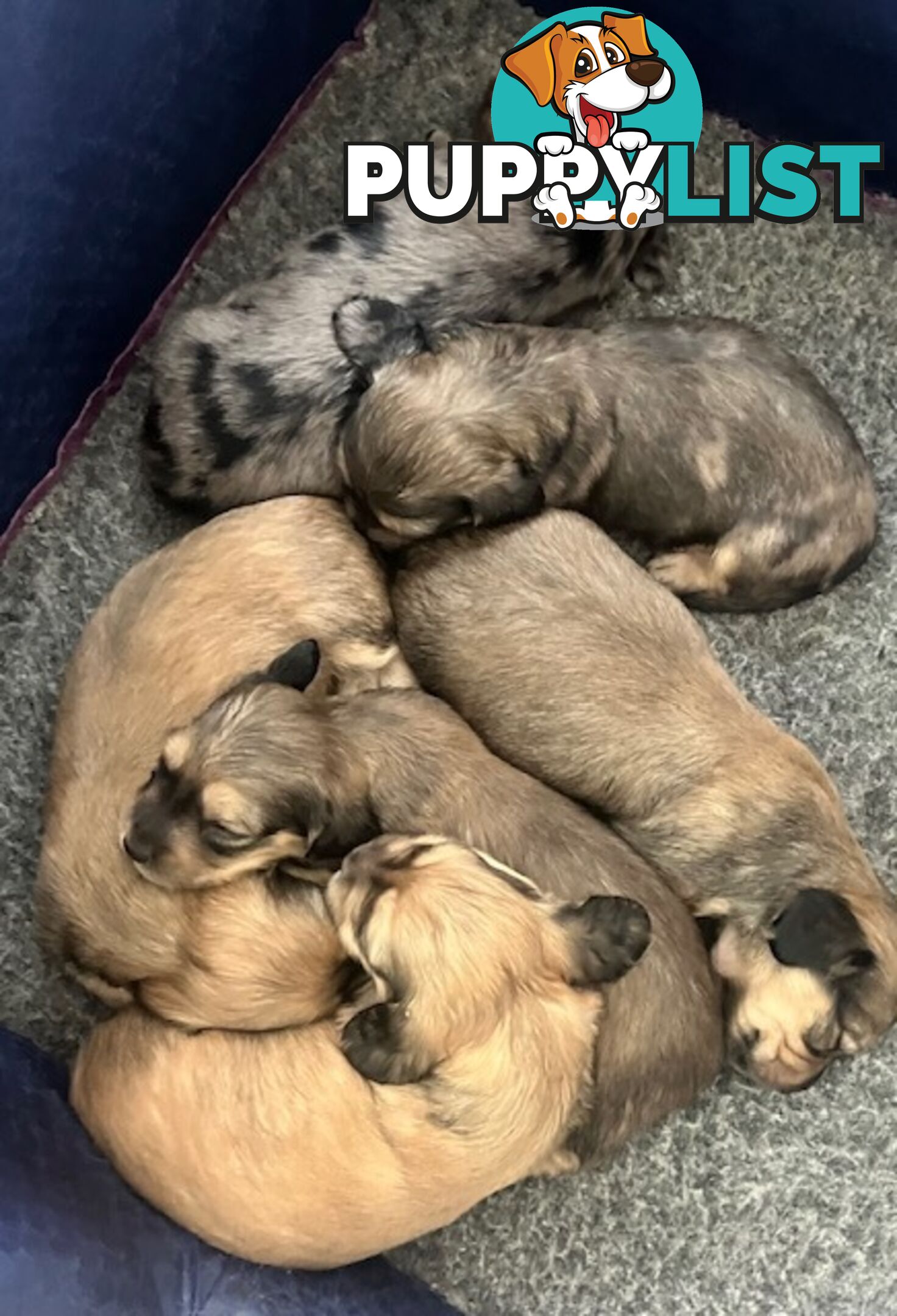 Gorgeous Miniature Cream Longhaired Dachshund Puppies