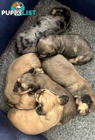 Gorgeous Miniature Cream Longhaired Dachshund Puppies