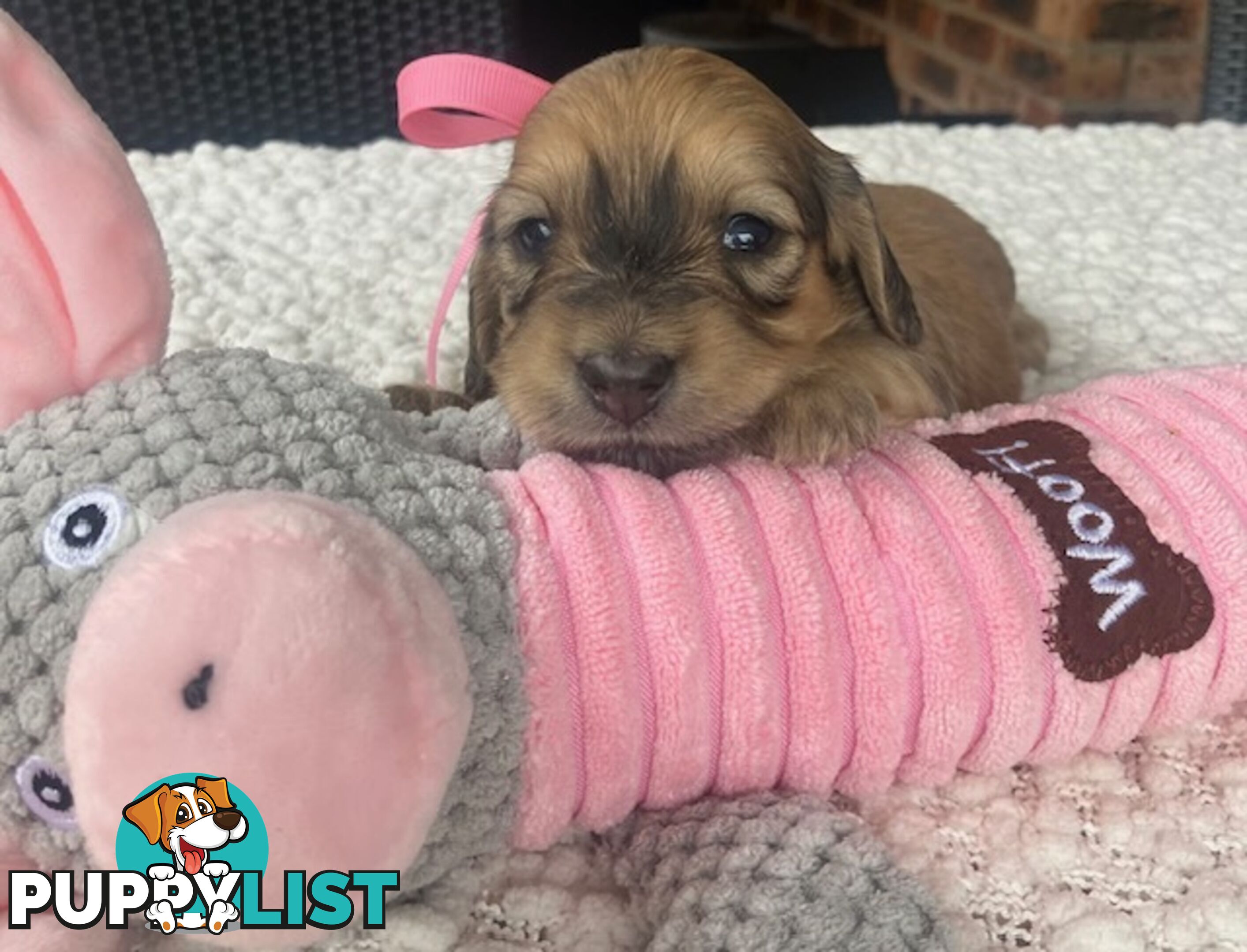 Gorgeous Miniature Cream Longhaired Dachshund Puppies