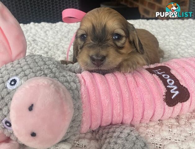 Gorgeous Miniature Cream Longhaired Dachshund Puppies