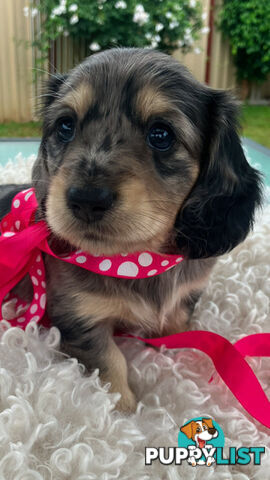 Gorgeous Miniature Creamy Dreamy Longhaired Dachshund Puppies