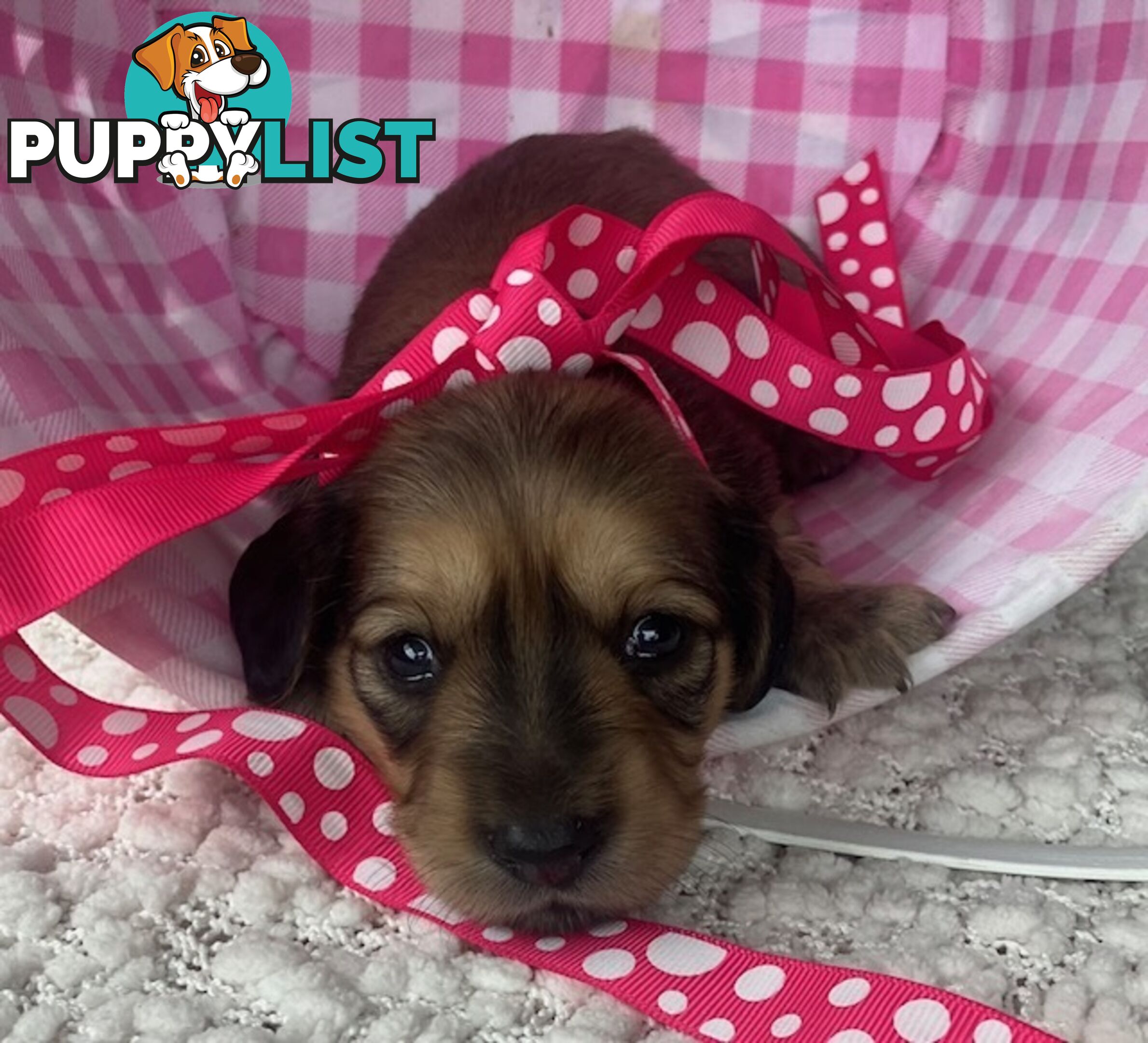 Gorgeous Miniature Cream Longhaired Dachshund Puppies