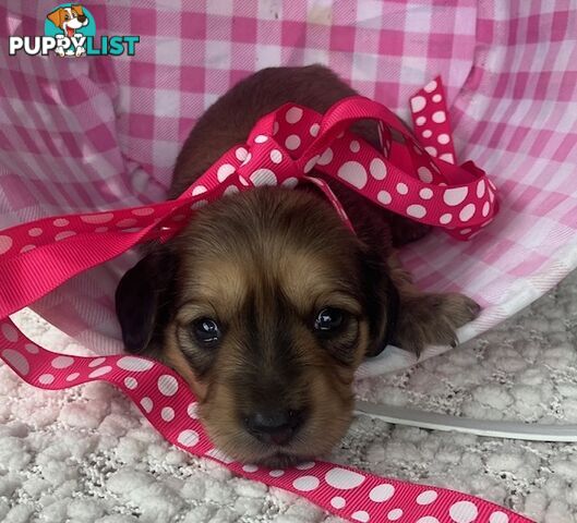 Gorgeous Miniature Cream Longhaired Dachshund Puppies