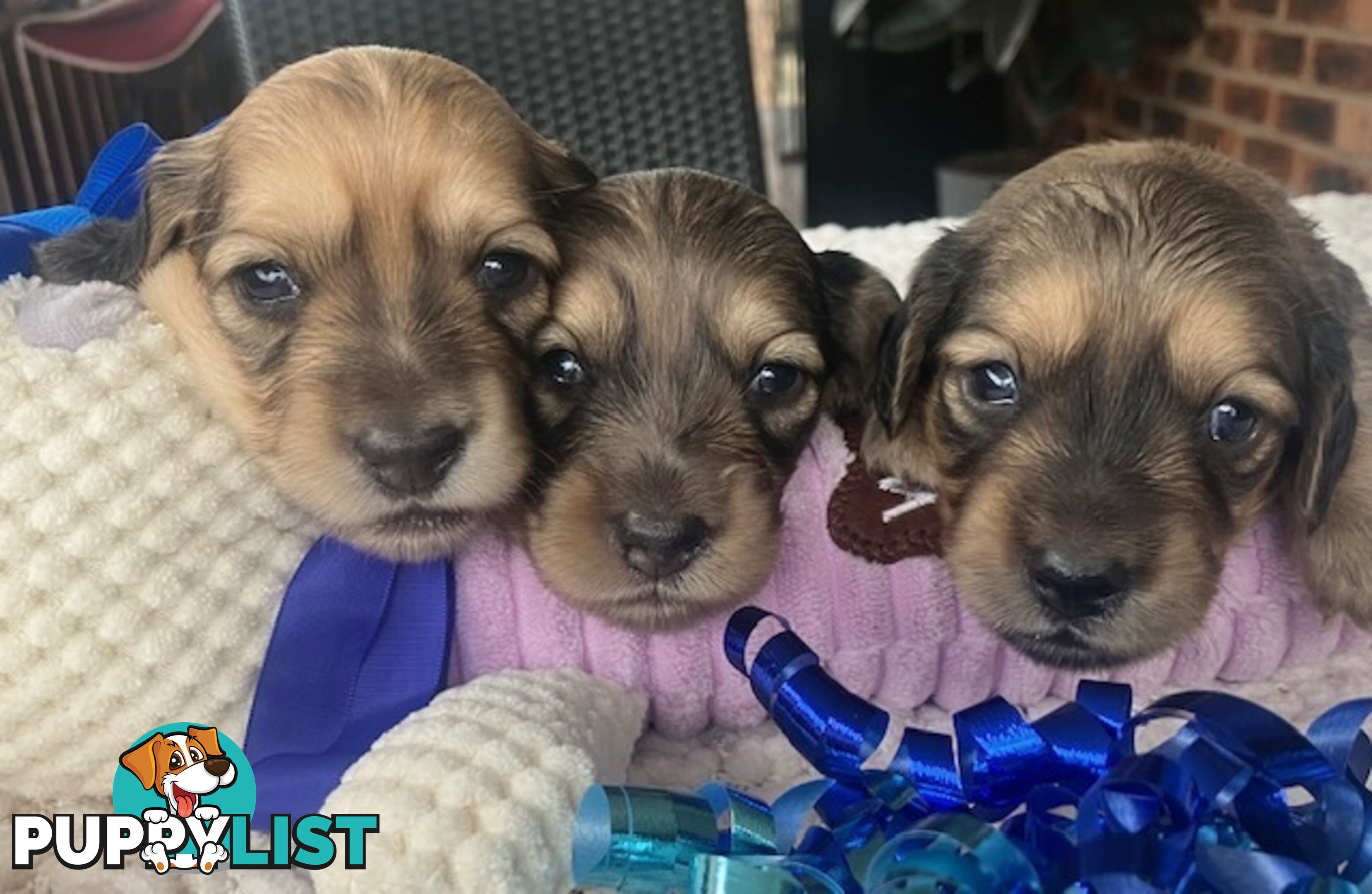 Gorgeous Miniature Cream Longhaired Dachshund Puppies