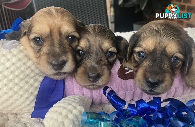 Gorgeous Miniature Cream Longhaired Dachshund Puppies