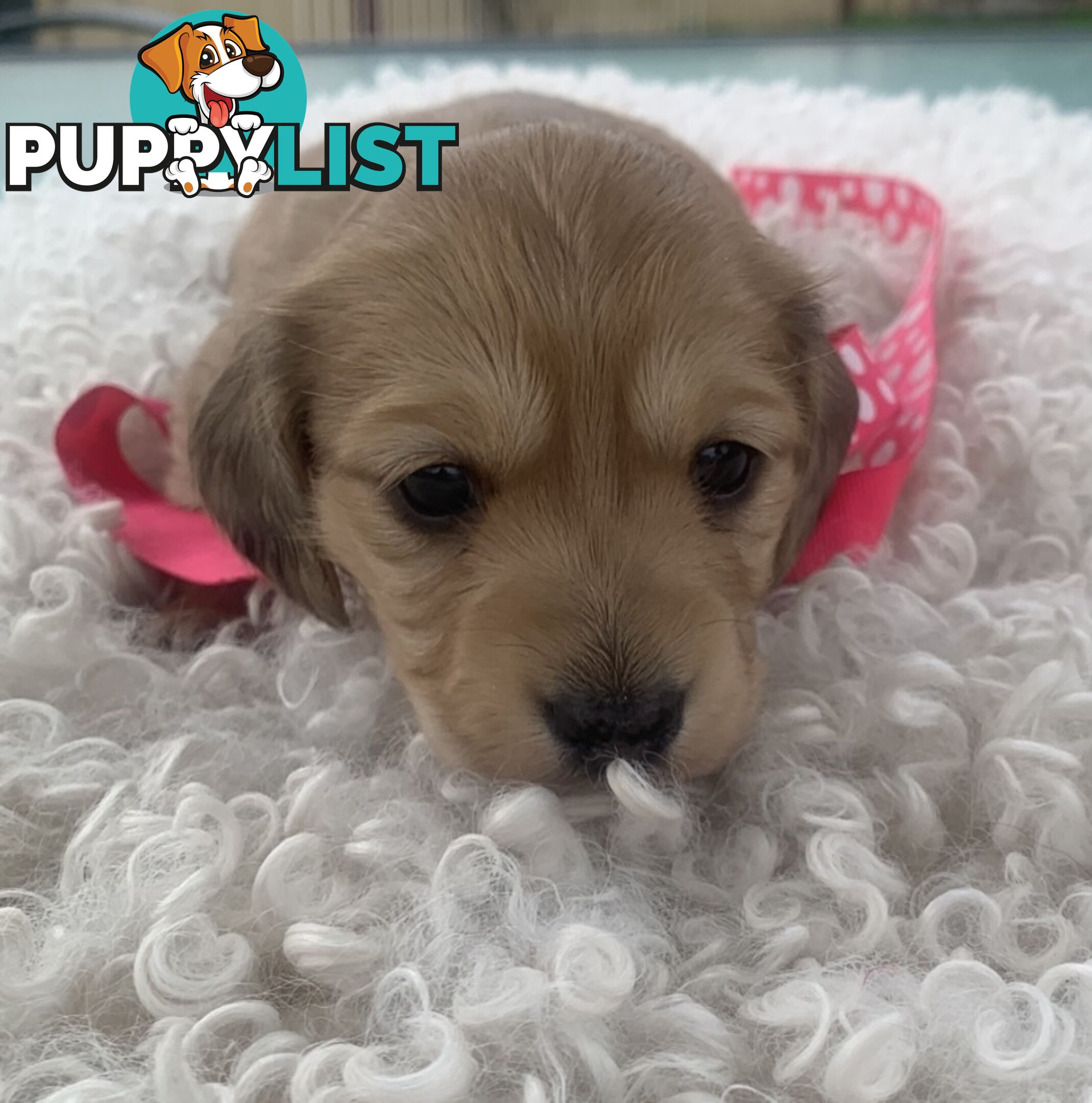 Stunning little CREAM PUFFS!  Mini Longhaired Dachshund Puppies