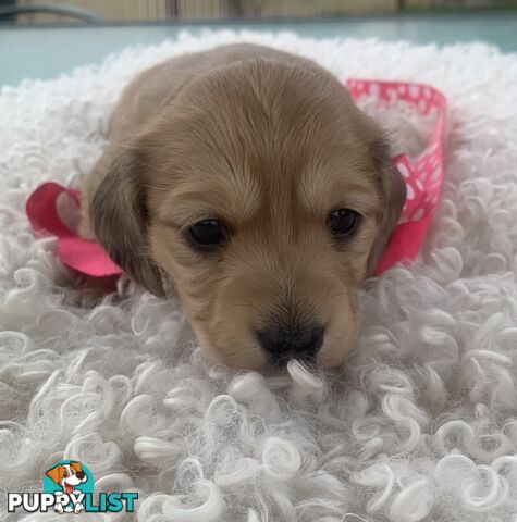 Stunning little CREAM PUFFS!  Mini Longhaired Dachshund Puppies