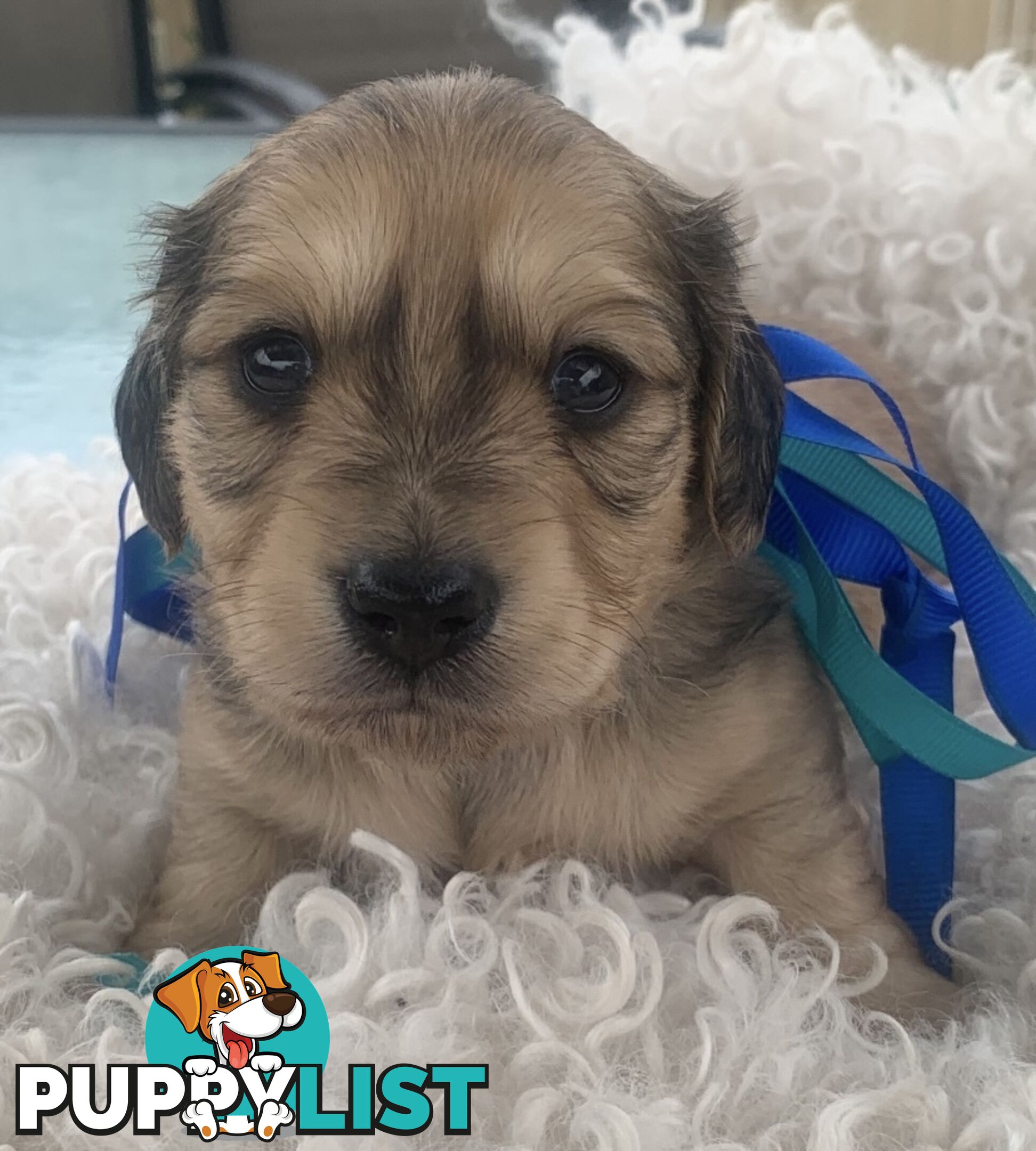 Stunning little CREAM PUFFS!  Mini Longhaired Dachshund Puppies