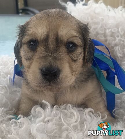 Stunning little CREAM PUFFS!  Mini Longhaired Dachshund Puppies