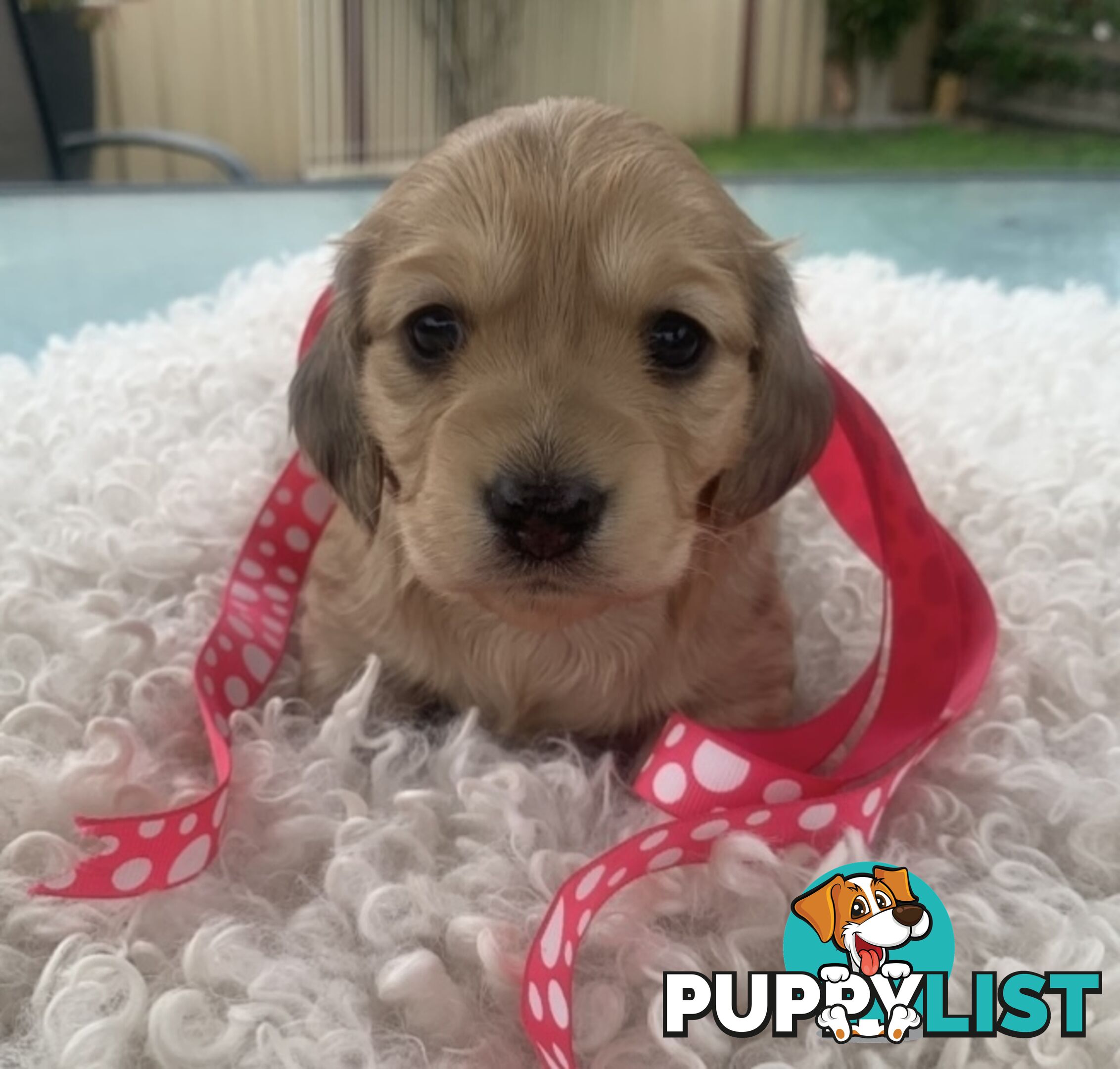 Stunning little CREAM PUFFS!  Mini Longhaired Dachshund Puppies