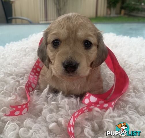 Stunning little CREAM PUFFS!  Mini Longhaired Dachshund Puppies