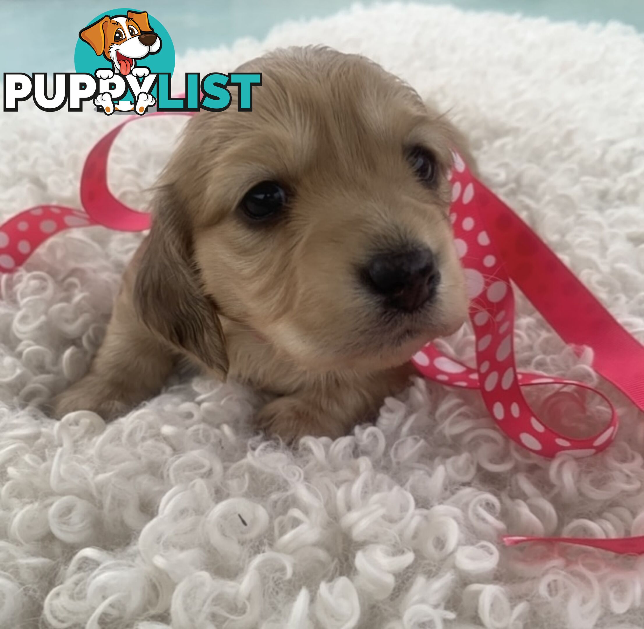 Stunning little CREAM PUFFS!  Mini Longhaired Dachshund Puppies