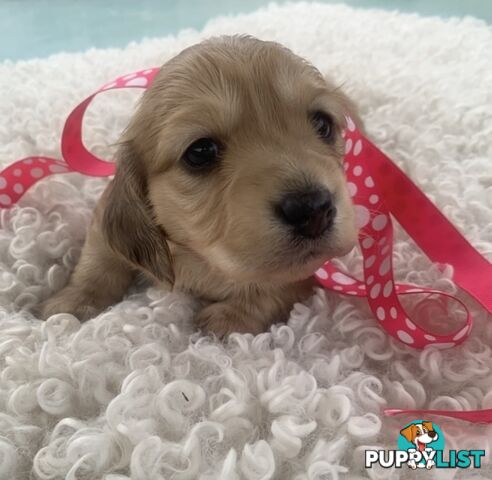 Stunning little CREAM PUFFS!  Mini Longhaired Dachshund Puppies