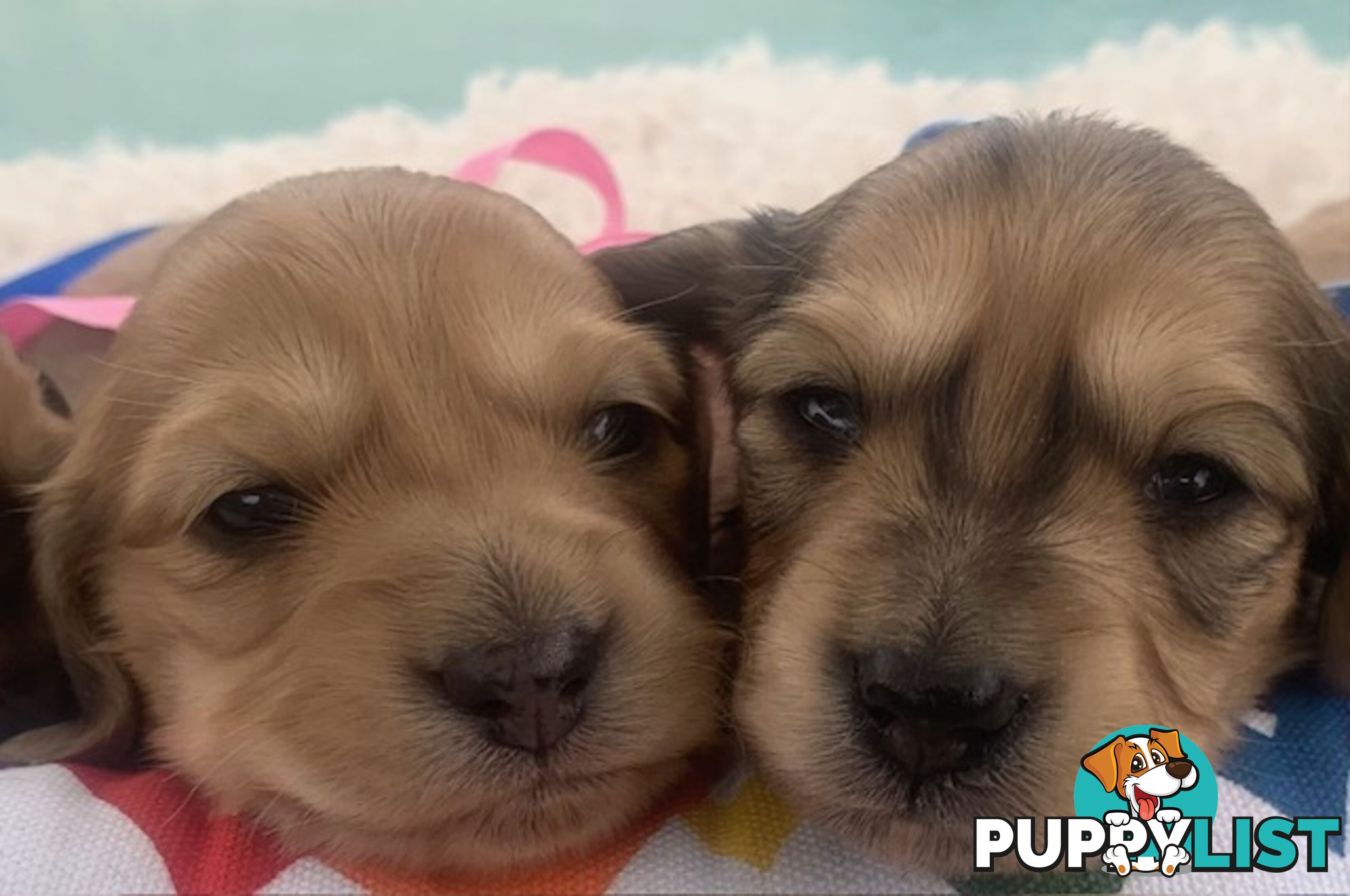 Stunning little CREAM PUFFS!  Mini Longhaired Dachshund Puppies