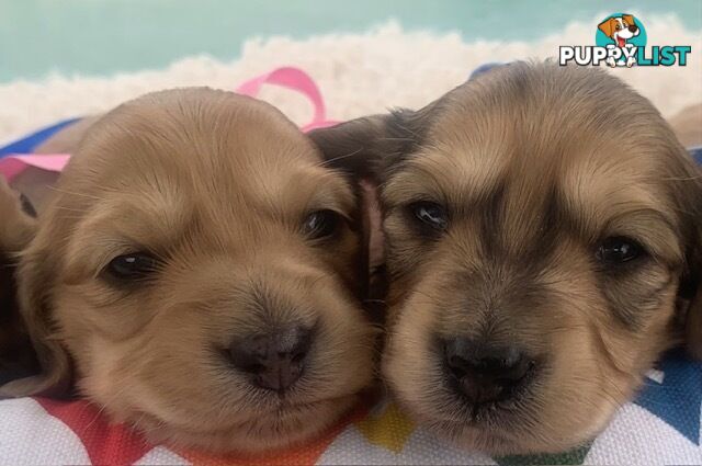 Stunning little CREAM PUFFS!  Mini Longhaired Dachshund Puppies