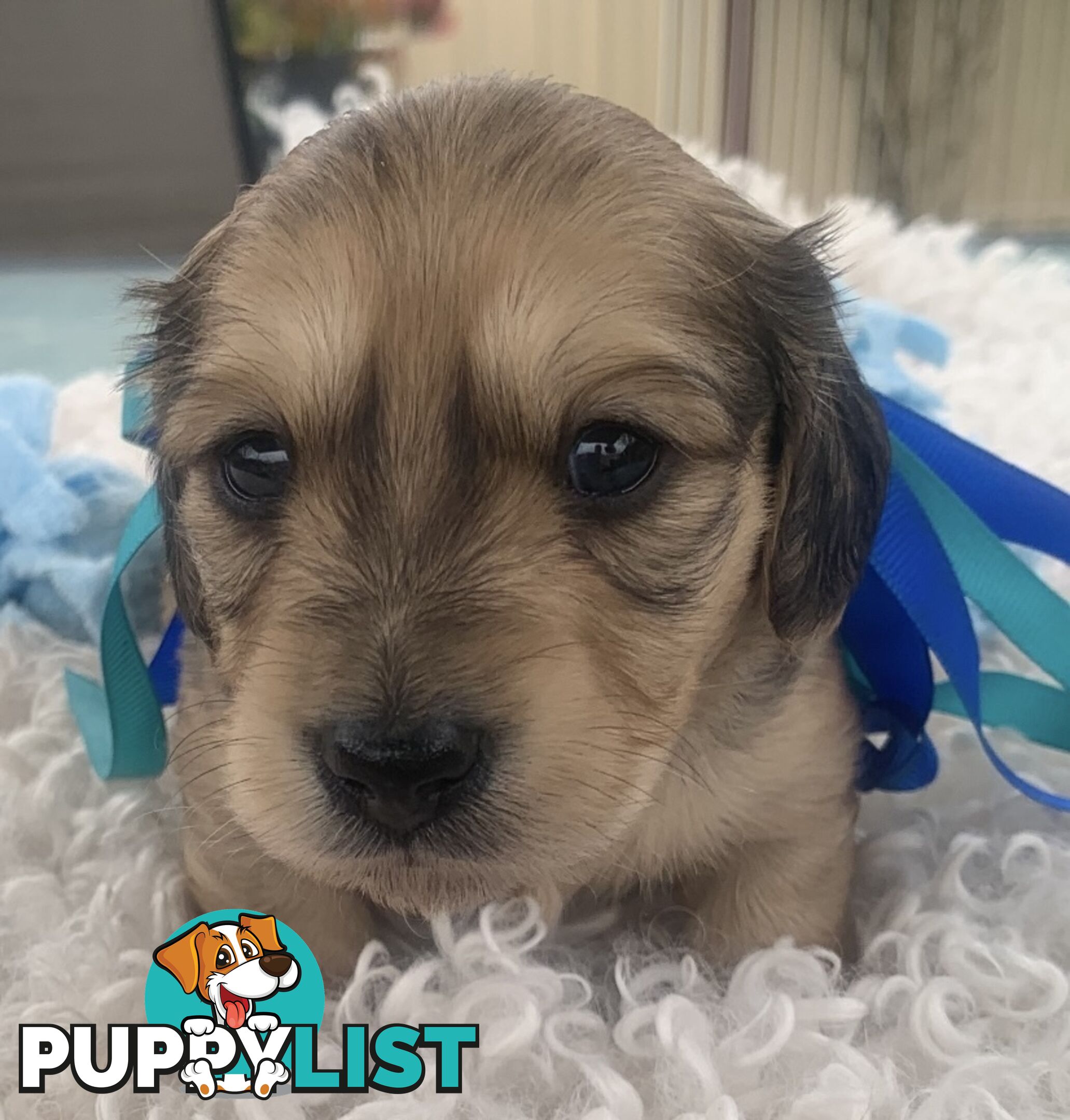 Stunning little CREAM PUFFS!  Mini Longhaired Dachshund Puppies