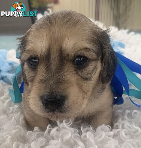 Stunning little CREAM PUFFS!  Mini Longhaired Dachshund Puppies