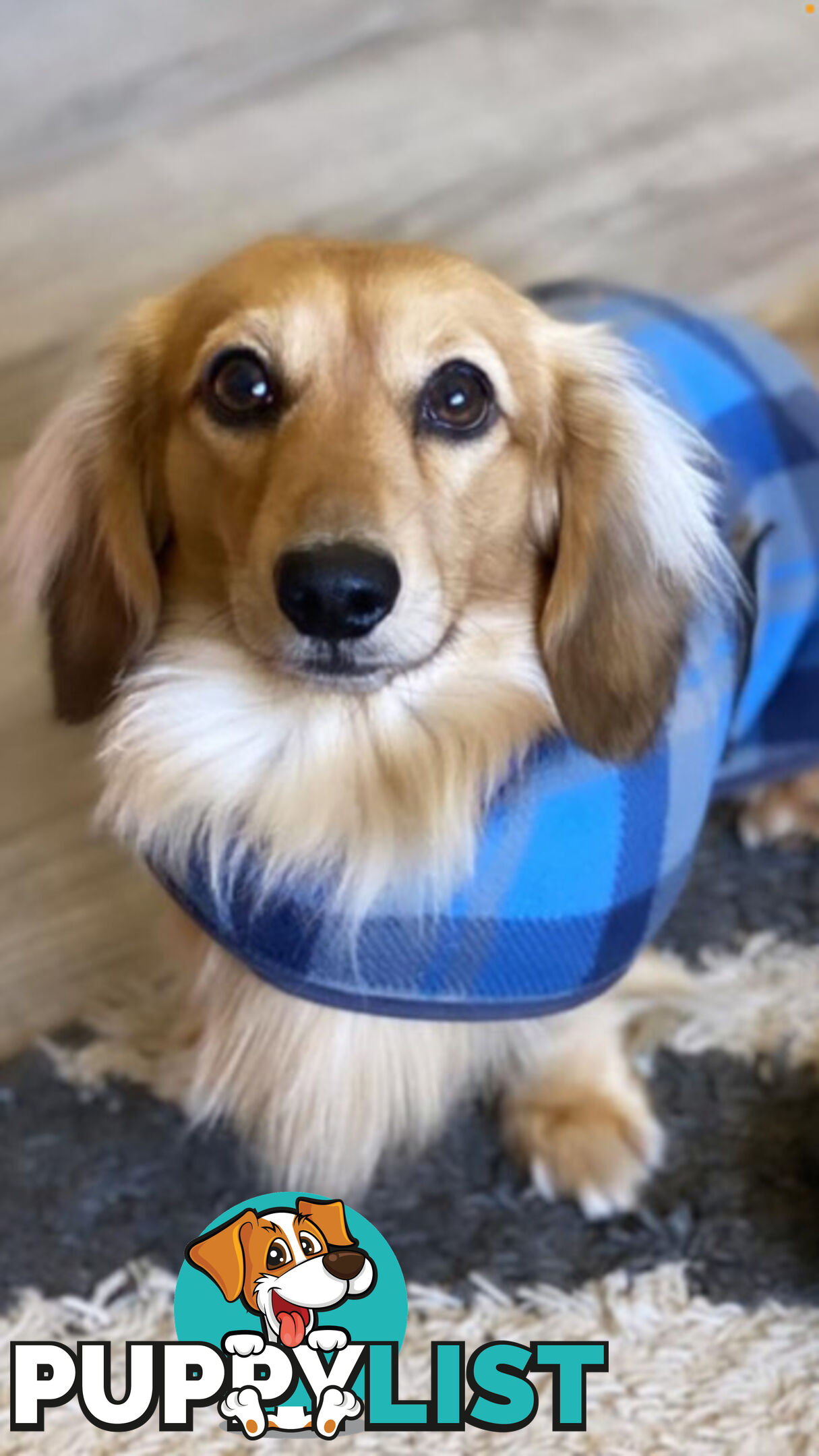 Stunning little CREAM PUFFS!  Mini Longhaired Dachshund Puppies