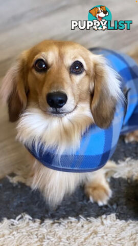 Stunning little CREAM PUFFS!  Mini Longhaired Dachshund Puppies