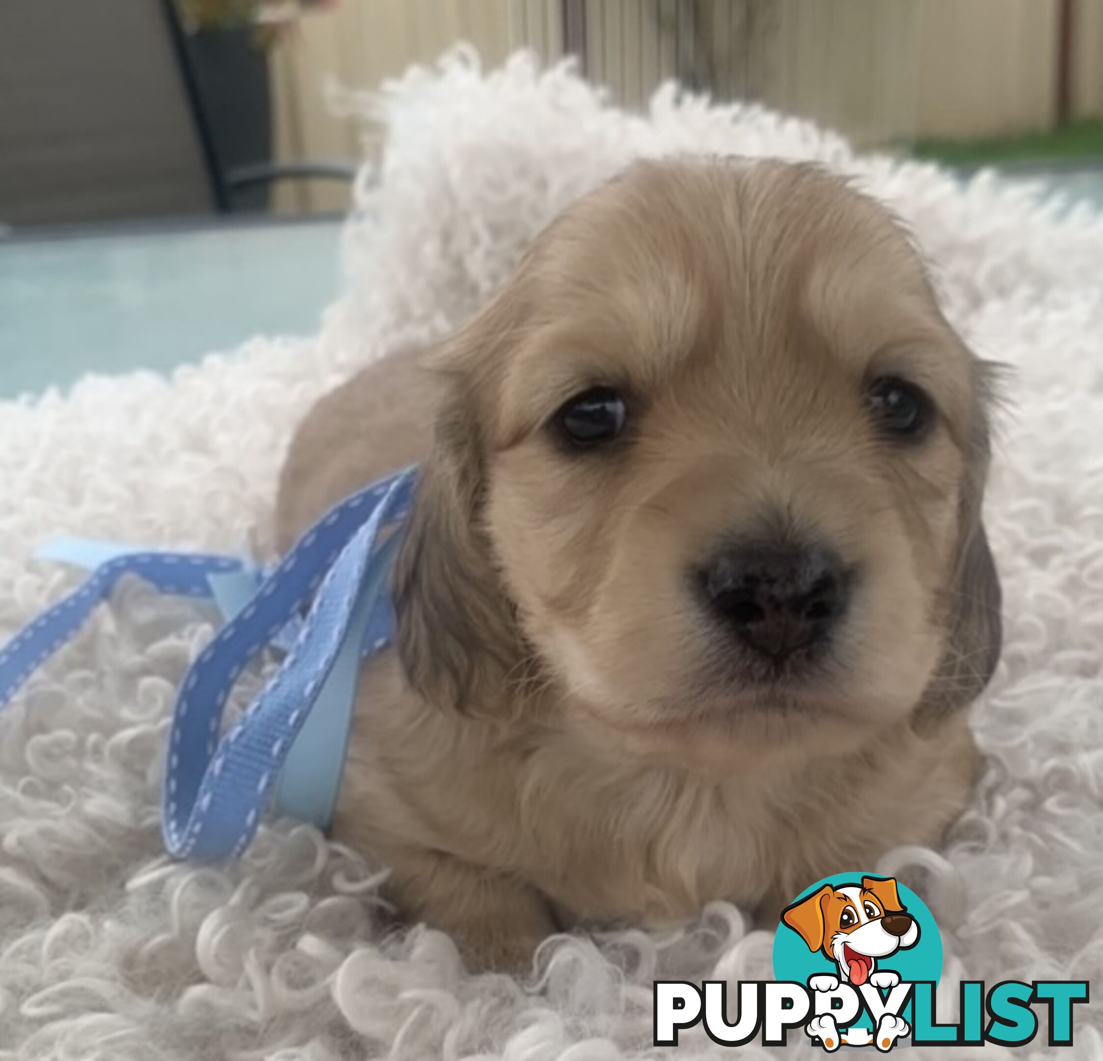 Stunning little CREAM PUFFS!  Mini Longhaired Dachshund Puppies