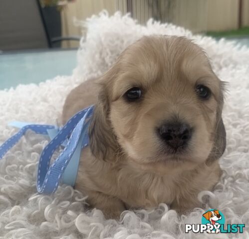 Stunning little CREAM PUFFS!  Mini Longhaired Dachshund Puppies