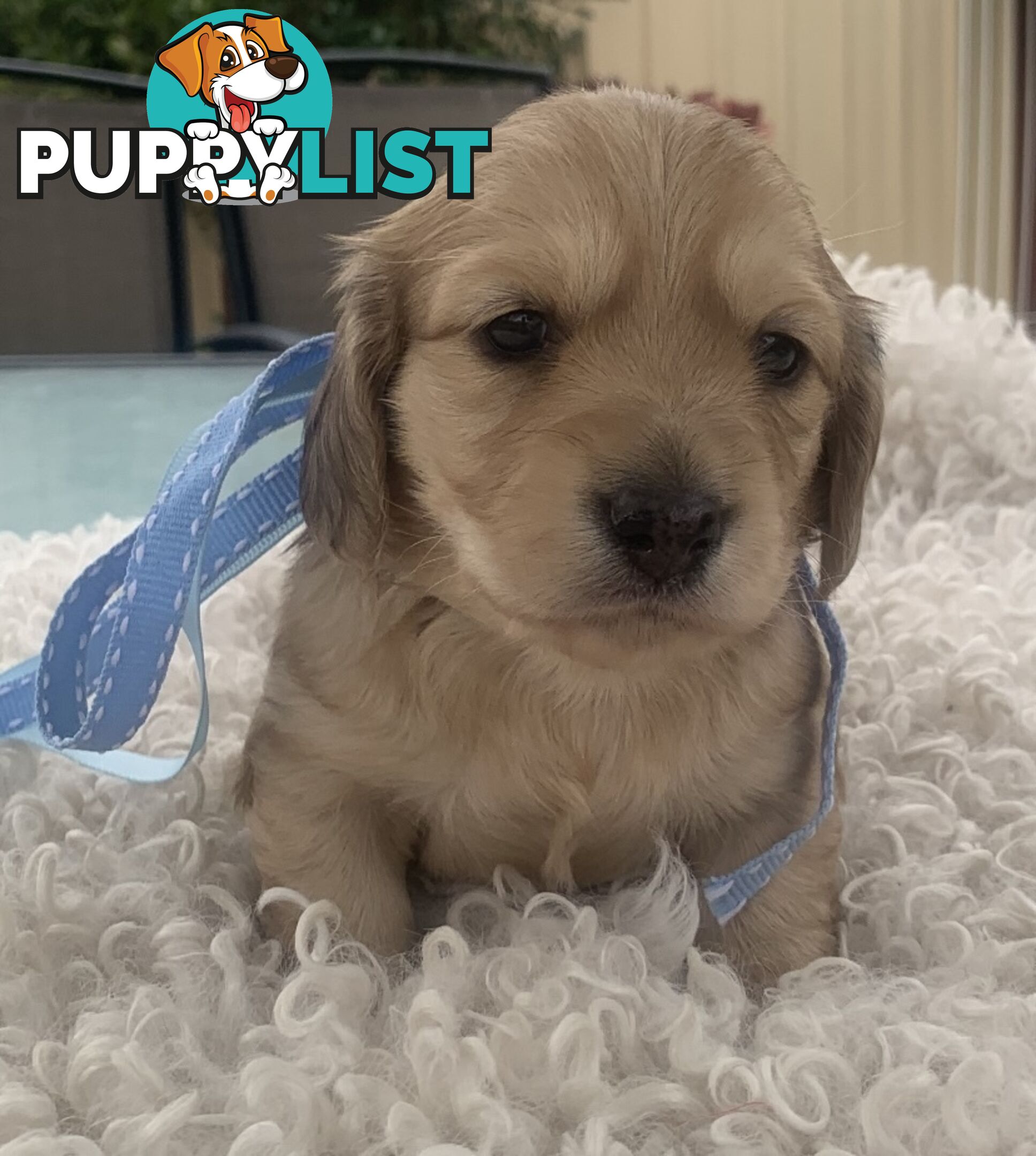 Stunning little CREAM PUFFS!  Mini Longhaired Dachshund Puppies