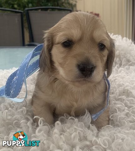 Stunning little CREAM PUFFS!  Mini Longhaired Dachshund Puppies